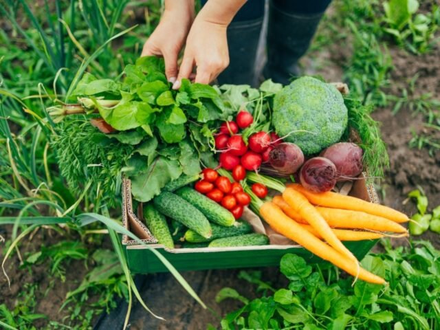 backyard vegetable garden