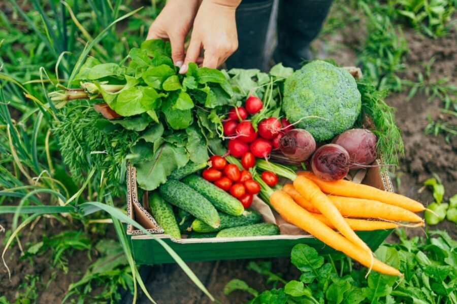 backyard vegetable garden